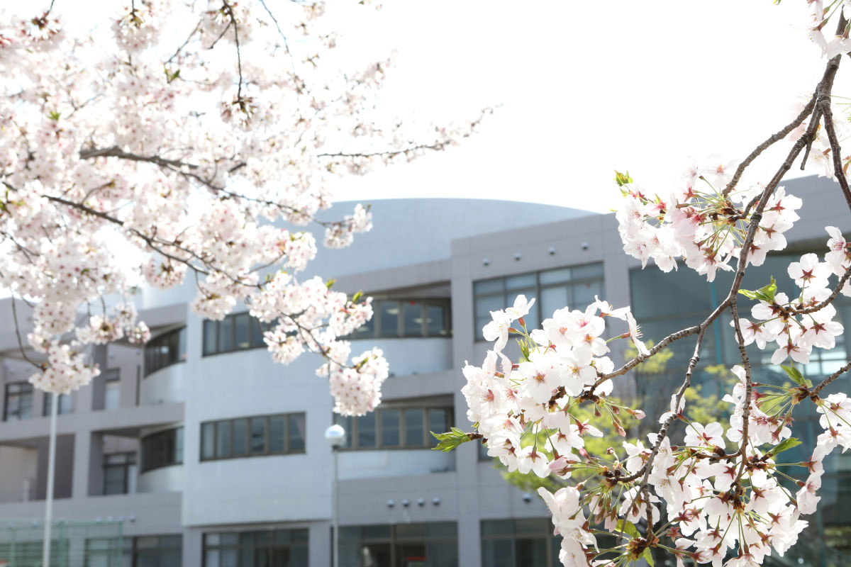 看護学校正門の桜